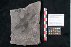 Foto (Objekt + Etikett) von Calamites communis Ettingshausen (NHMW-GEO-2024-0188-10981)